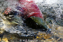 Sockeye Salmon in Prince William Sound, Alaska by Will Boucher 